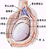 生殖感染案例